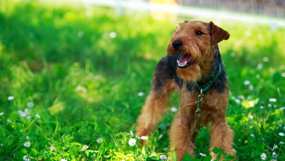 Green terrier sales